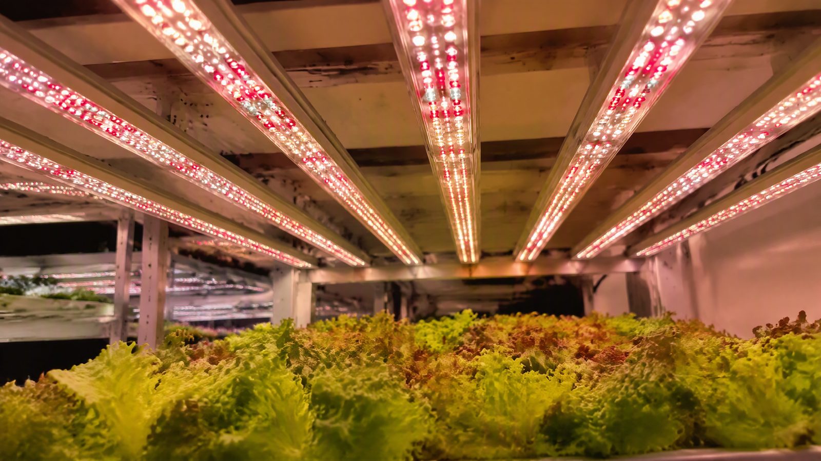 Horticultural grow light fixture with infrared LED channel integration for greenhouse and vertical farming