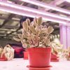 t8 grow lights | led grow lights | t8 plant lamp