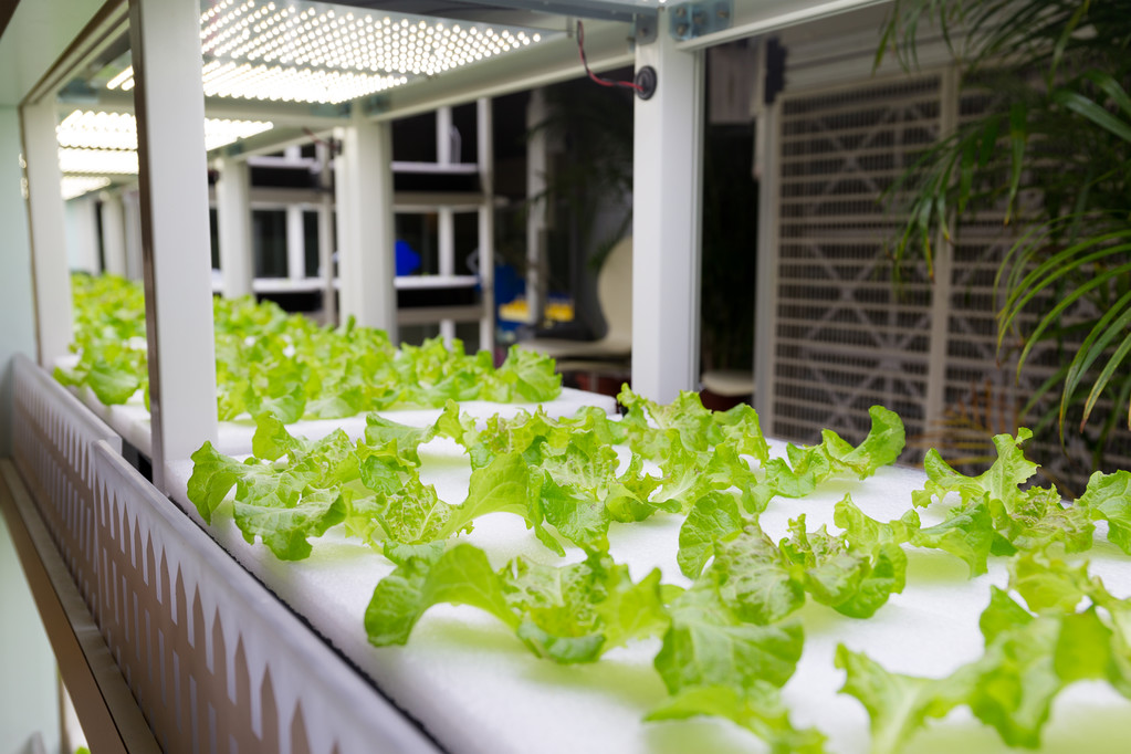Lighting solutions for lettuce cultivation