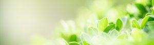 Agricultural lighting solutions designed to improve crop growth, yield, and quality