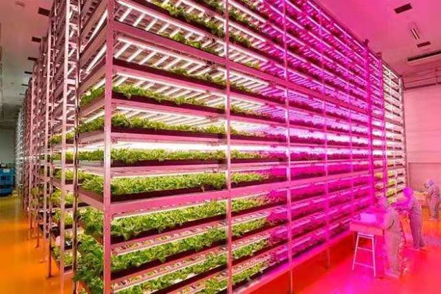 Vertical Farms