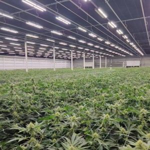 LED Grow Light