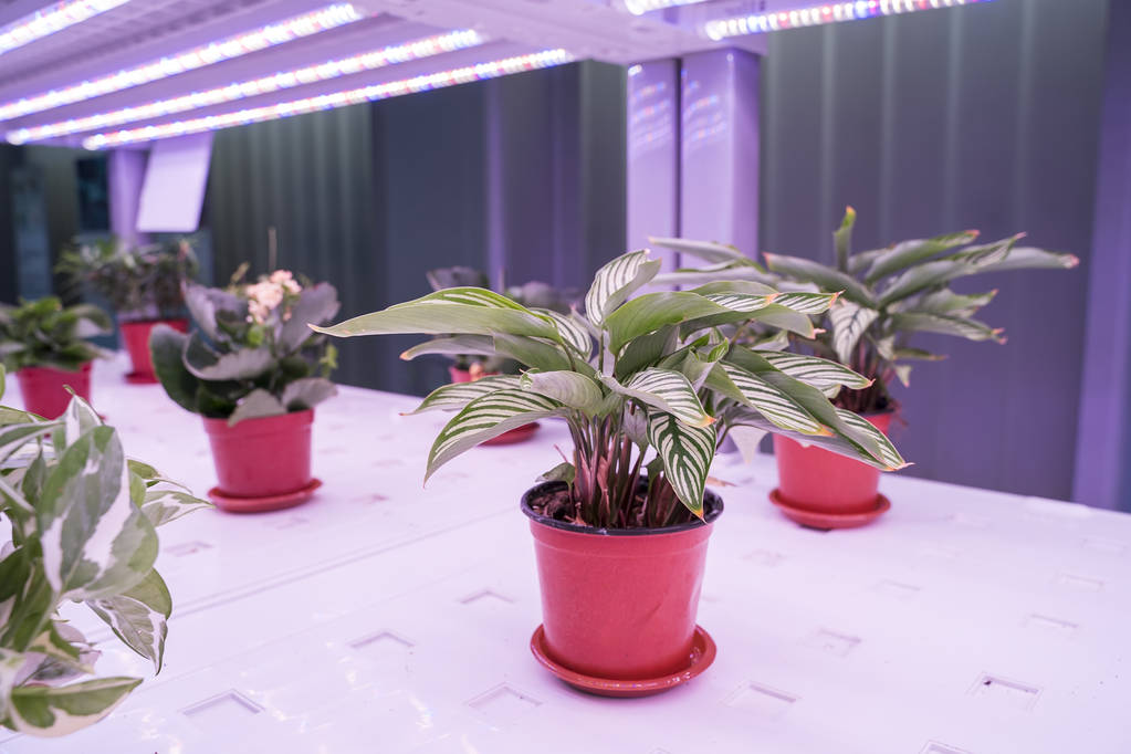 Flower planting lighting solutions