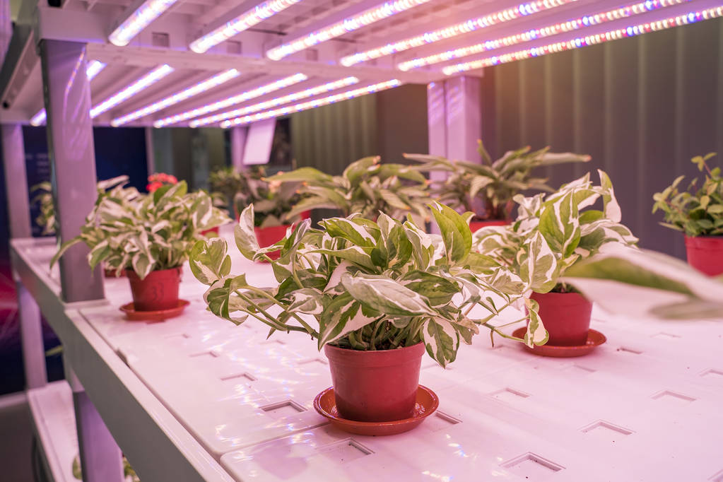Tomato Growing Lighting Solutions