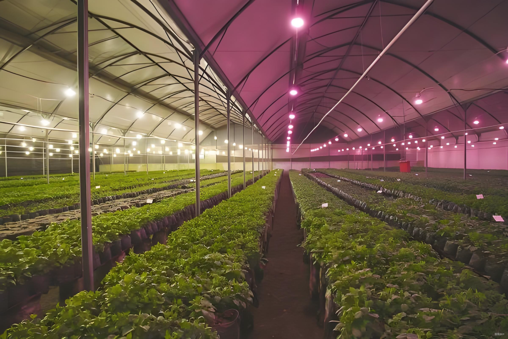 Strawberry growing lighting solutions for enhanced yield and fruit quality